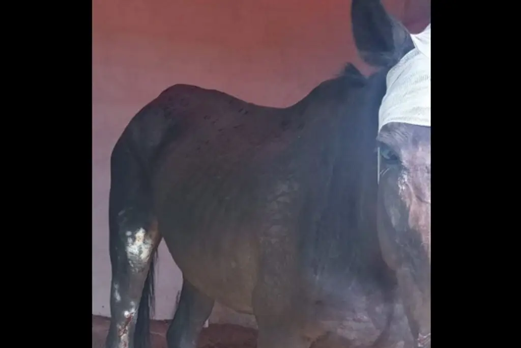 Tras denuncia de maltrato, aseguran caballos y clausuran club ecuestre en Emiliano Zapata, Veracruz