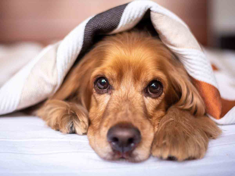 Juez permite a recluso convivir con su perrito antes de sacrificarlo