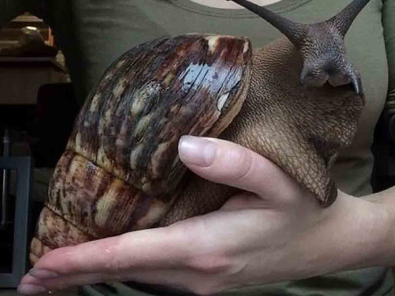 Así es el caracol gigante africano, el molusco invasor que escupe parásitos y podría infectar a los humanos