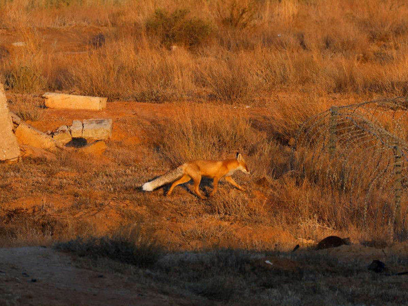 Finlandia va sacrificar a miles de animales en granjas de piel infectadas con gripe aviar