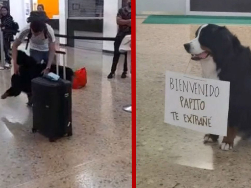 ¡Ternura total! Lomito recibe a su dueño en aeropuerto con emotivo mensaje