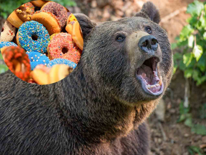 Familia de osos asalta un camión de donas en Alaska y se dan un festín