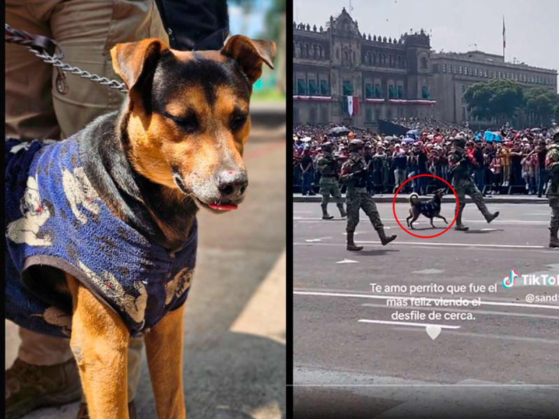 De Firulais a Cadete, el can que robó corazones en el Desfile Militar