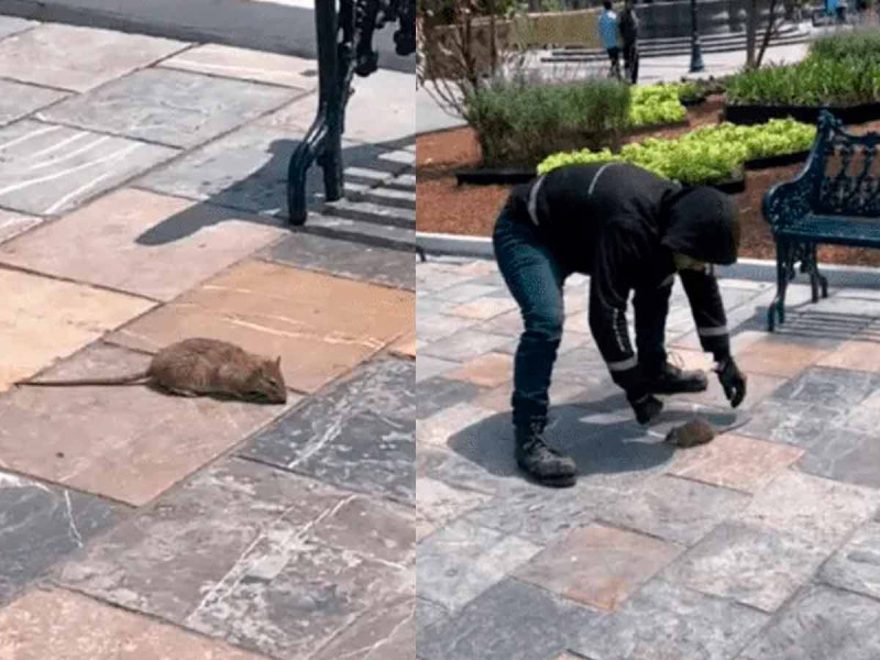 Hombre encuentra rata en el Zócalo de Puebla y la adopta como mascota