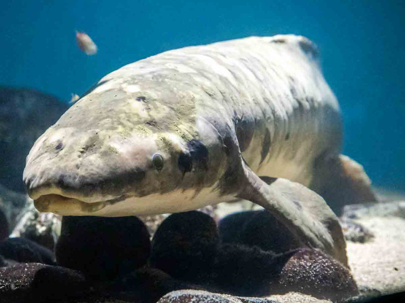 Matusalén, el pez de 100 años que vive en un acuario y desafía la extinción