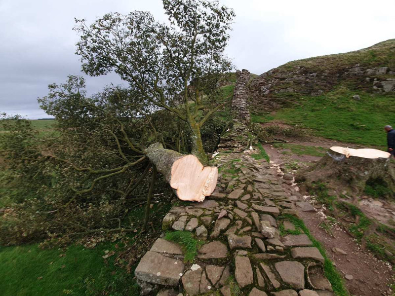 Adolescente es detenido por talar el árbol más emblemático en Reino Unido