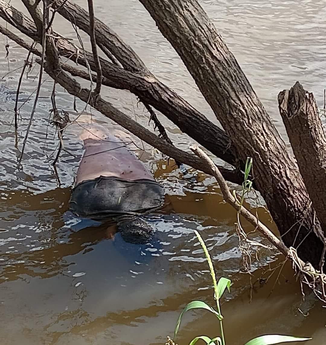 LOCALIZAN A MASCULINO SIN VID4 FLOTANDO SOBRE EL RÍO EN TEXISTEPEC