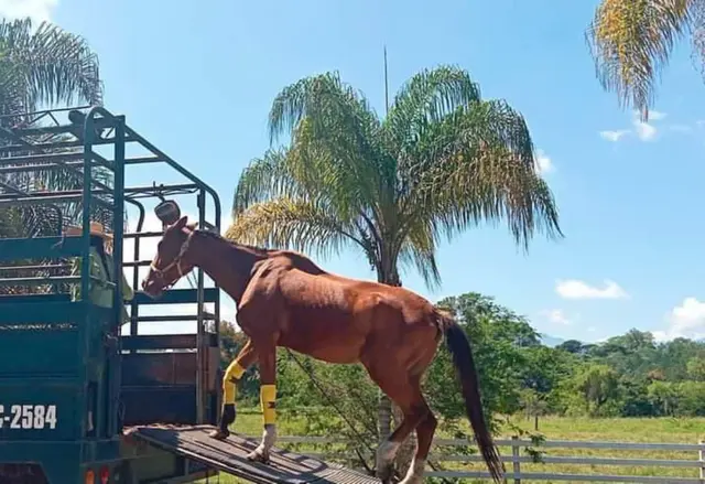 Santuario de Puebla resguardará 16 caballos torturados en Veracruz