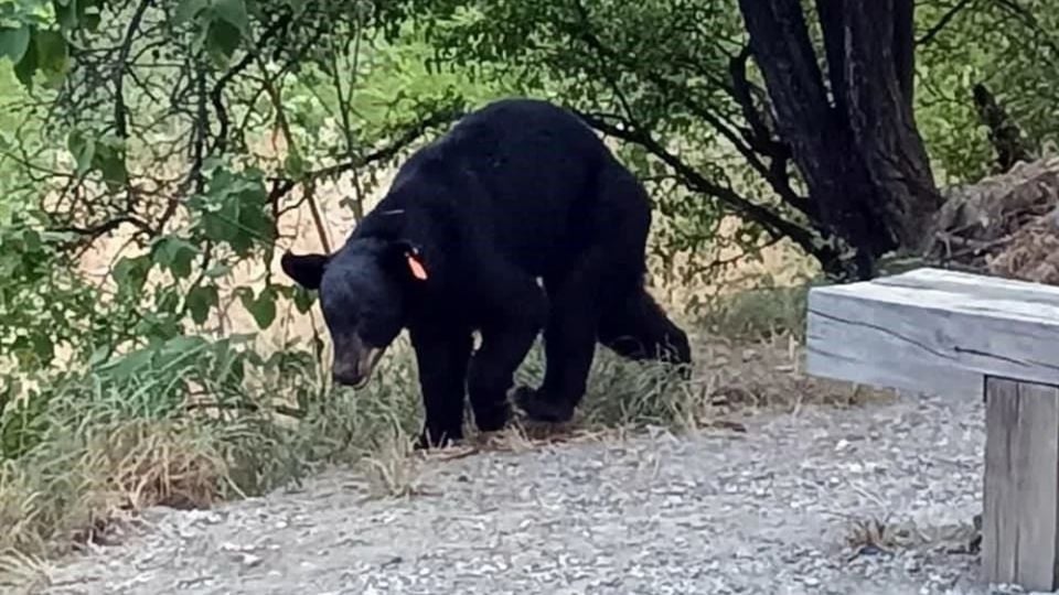 Oso tiene sed y hambre; baja a zona habitacional de Guadalupe, NL