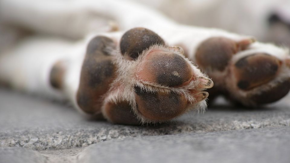 Un perrito es asesinad0 en Michoacán, intentó defender a sus dueños de un asalto