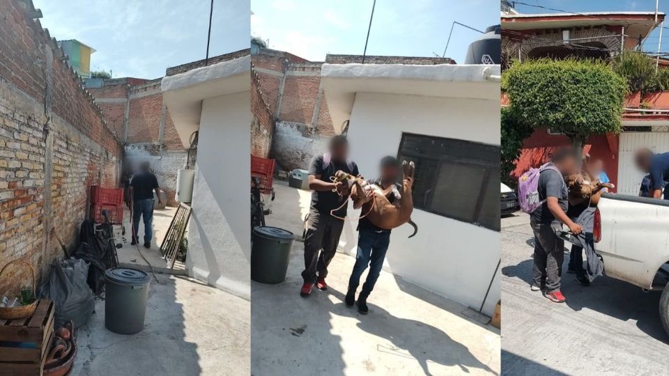 Abuelita del niño atacado por un pitbull rompe le silencio: “traía su mochila y su ropa de kínder, me lo desfiguraron»