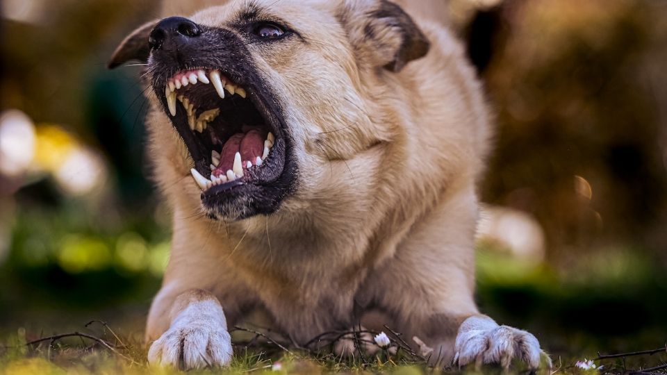 Mujer fue atacada y mutilada hasta la muert3 por sus tres perros, no la reconocieron