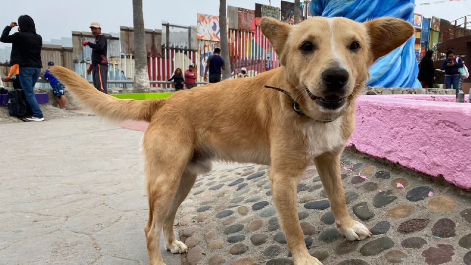 Terminó el sueño americano: Oso, el perrito que cruzó a Estados Unidos, ya regresó a Tijuana