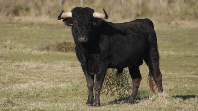 🚨 Masculino lesionado al ser atacado por un Toro.