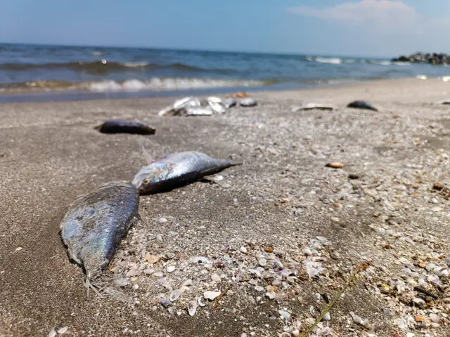 Hallan cientos de peces muertos en playa El Morro, en Boca del Río