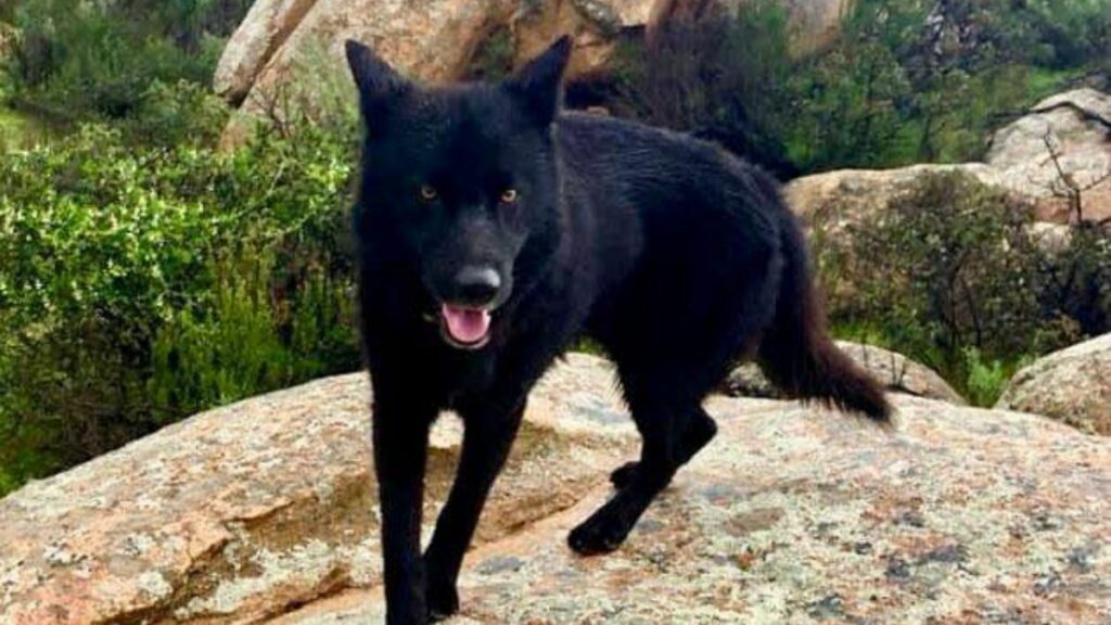 Calupoh, el perro lobo mexicano con orígenes prehispánicos