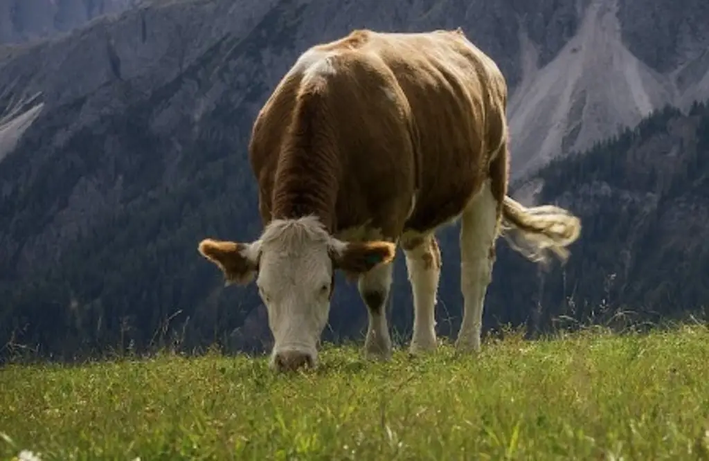 Lanzan proyecto para mitigar los gases contaminantes de las vacas