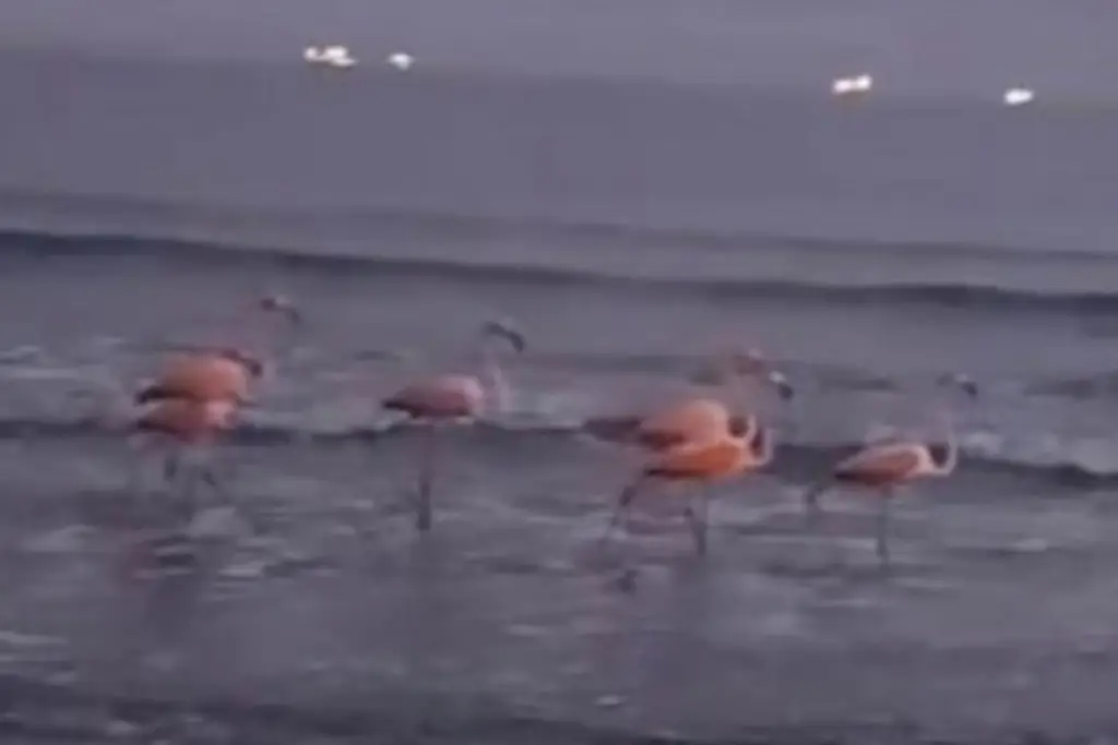 Captan a seis flamingos caminando en playa de Boca del Río