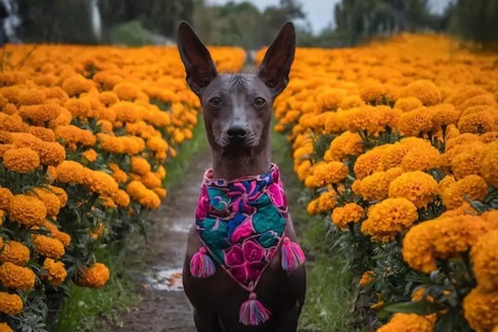 Xoloitzcuintle, el perro mexicano asociado a la muerte