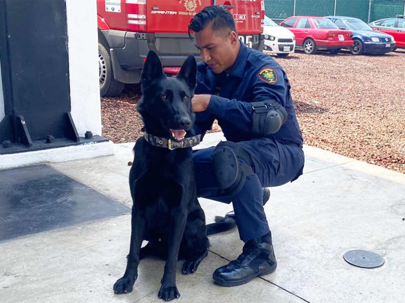 Bomberos CDMX preparan a perritos para labores de rescate