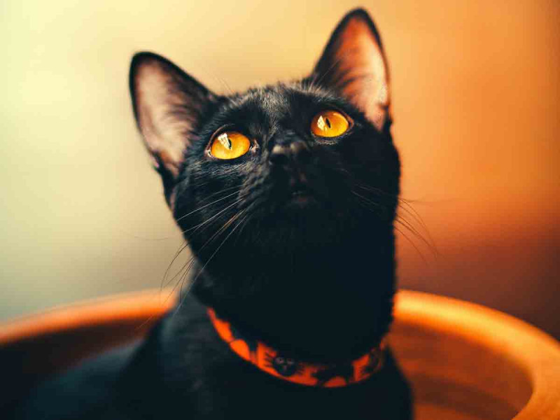 Octubre es el peor mes para los gatitos negros, esta es la razón