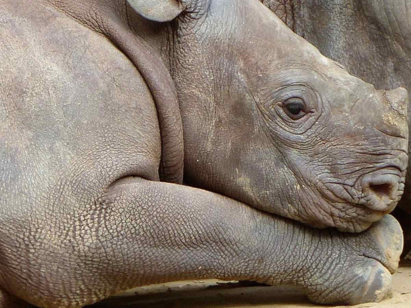 Nació rinoceronte de Sumatra, especie en peligro de extinción