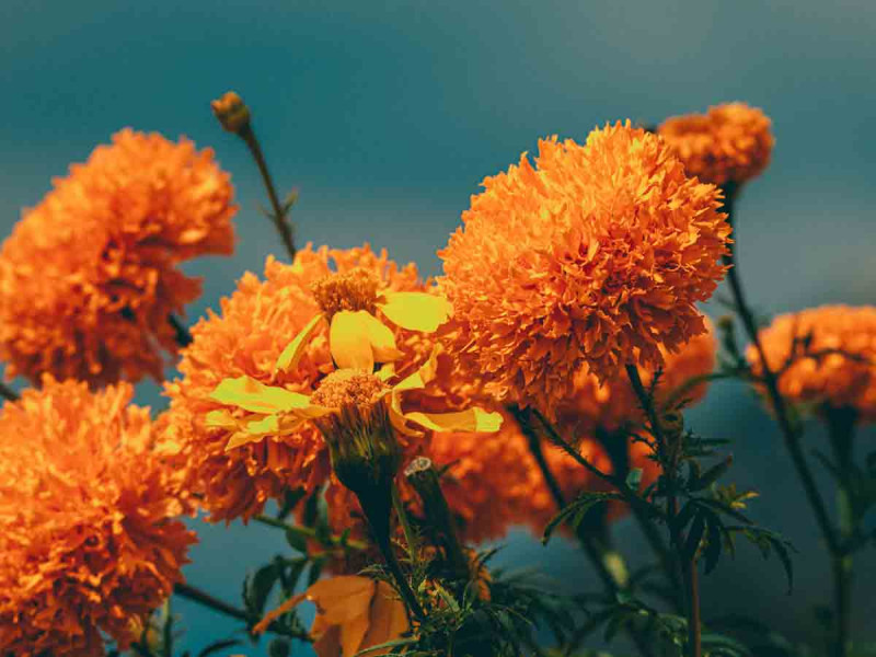 Día de Muertos: Así puedes diferenciar la flor de cempasúchil mexicana de la china