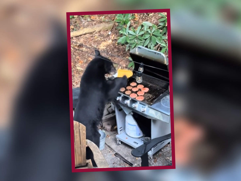 ¡Tenía hambre! Oso se da ‘festín’ con 10 hamburguesas… pero con refresco light