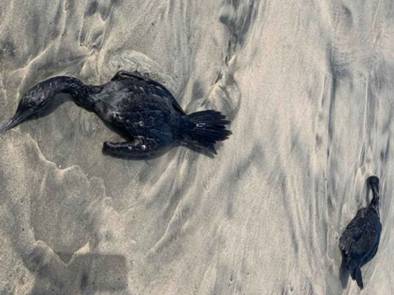 Reportan decenas de patos muertos en playas de Ensenada