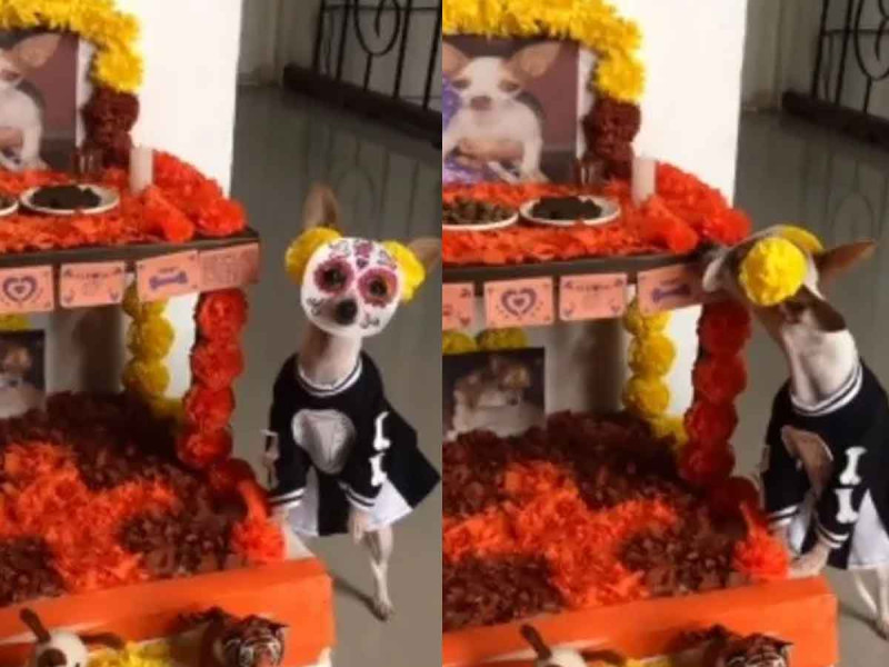 Perrito espera emocionado a sus amigos difuntos con una ofrenda de Día de Muertos