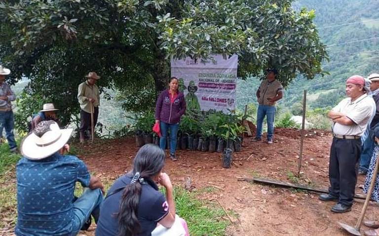 Beneficiarios de Sembrando Vida abandonan cultivos en Chiapas por violencia