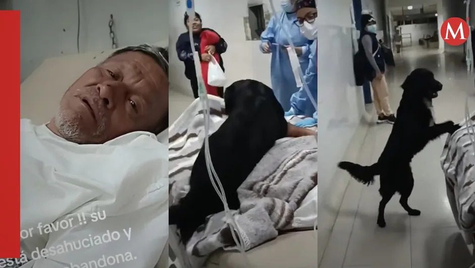 Hombre desahuciado ruega para que adopten a su perrito: «alguien que de verdad lo cuide»