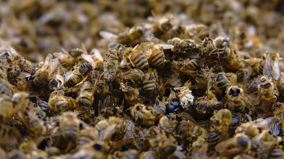 Ecólogo alerta por muerte masiva de abejas tras fumigaciones por chinches en la UNAM