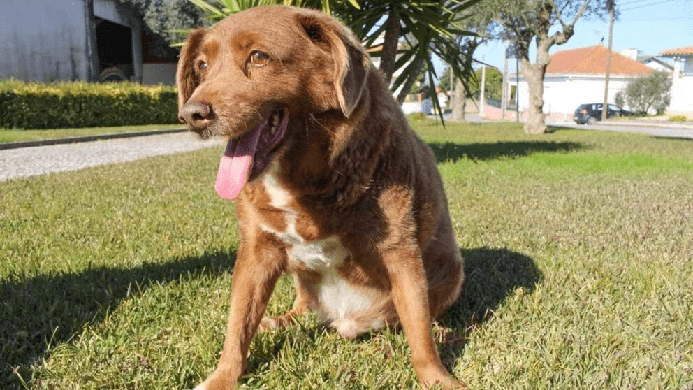 Murió Bobi, el perro más longevo del mundo: tenía 31 años