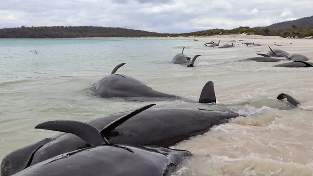 Mueren más de 30 ballenas piloto tras quedar varadas