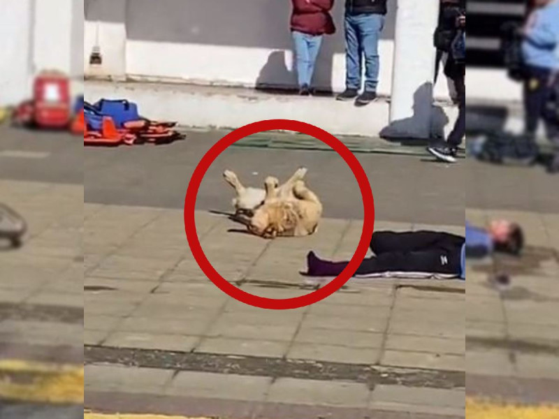 En medio de un simulacro perrito ¡se hace el muertito!