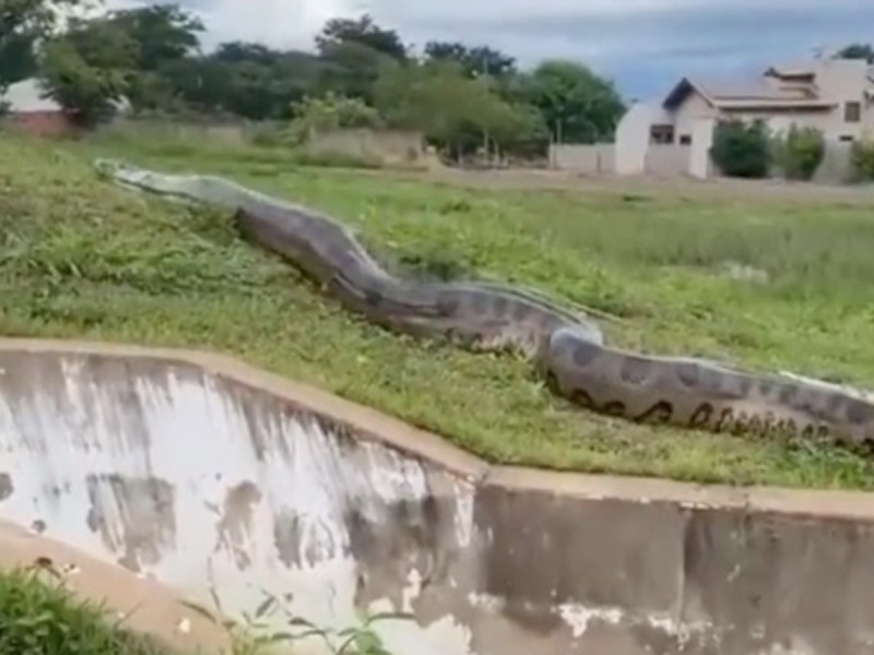 Graban otra serpiente gigante y está vez más cerca de México… ‘¡Ya almorzó!’