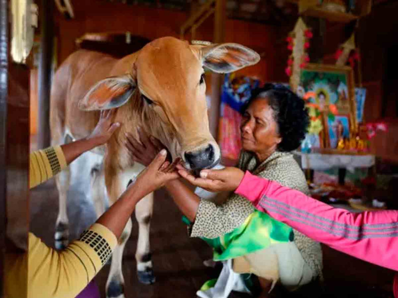 Abuelita se casa con una vaca al asegurar que es la reencarnación de su esposo