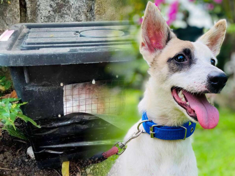 ¡Fe en la humanidad! Hallan a perrita abandonada y sin pelaje en una caja; así la rescataron