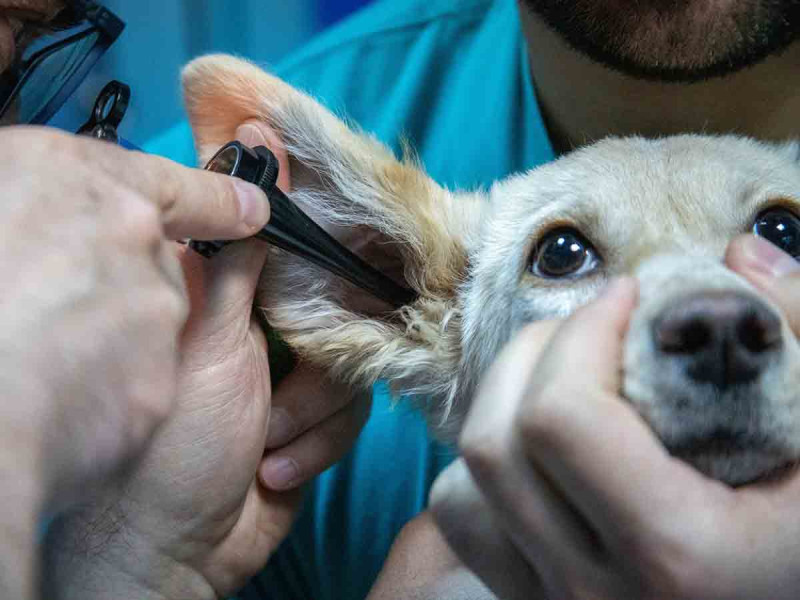 Rara enfermedad ataca a perritos; puede ser mortal y es resistente a los antibióticos