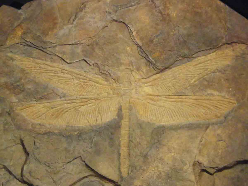 Así era el colosal insecto que dominó la Tierra antes que los dinosaurios