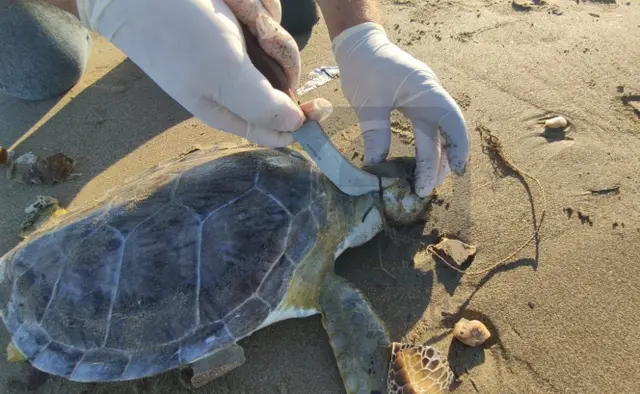 Así hallaron muerta a una tortuga verde en playa de Coatza