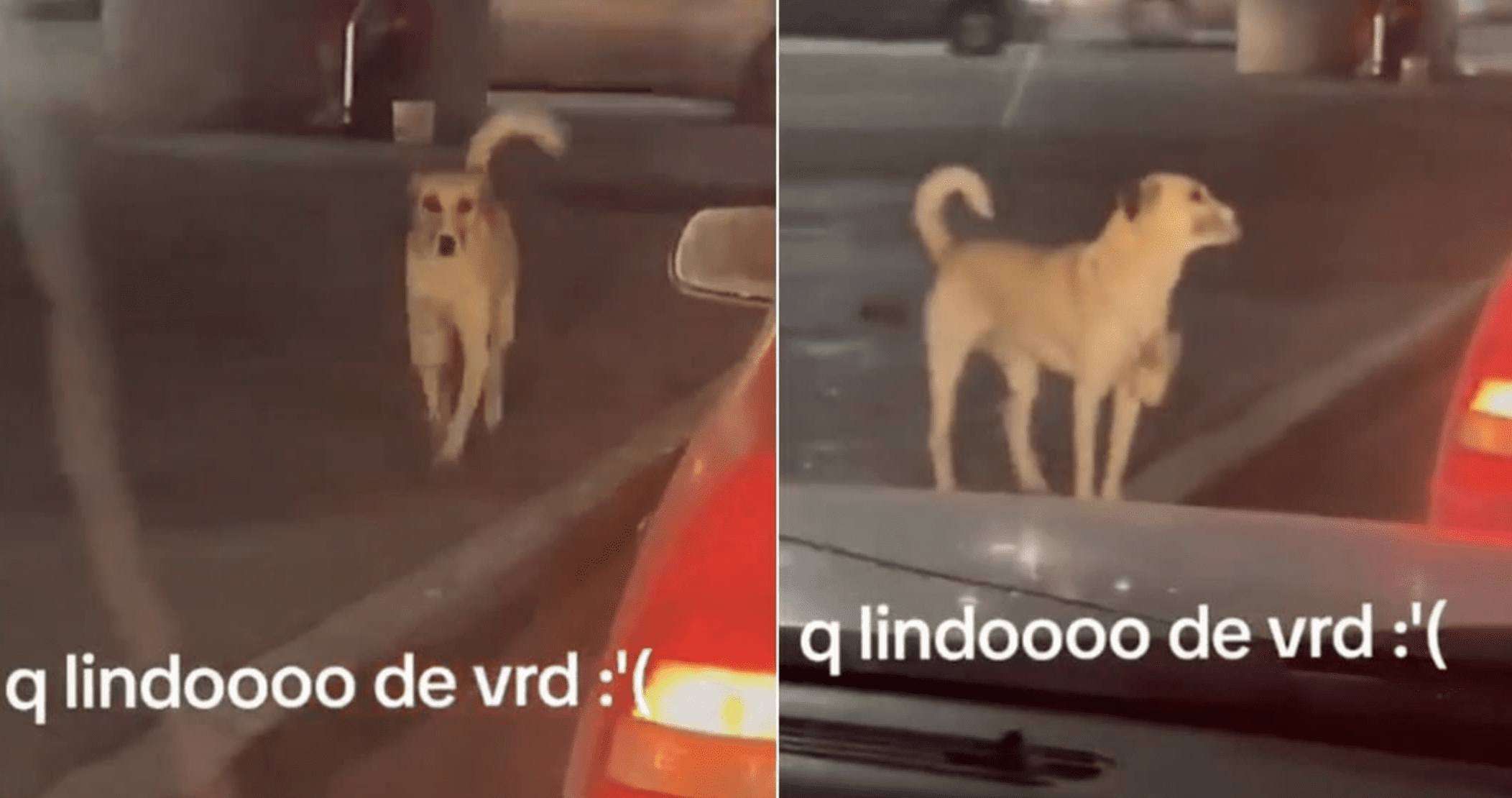 Perrito pide dinero en semáforo para ayudar a su dueña con discapacidad en SLP