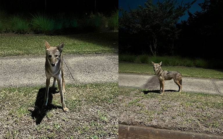 Avistan a pareja de coyotes en Riviera Veracruzana