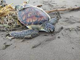 Hallan tortuga viva enredada en red de pesca en Coatza