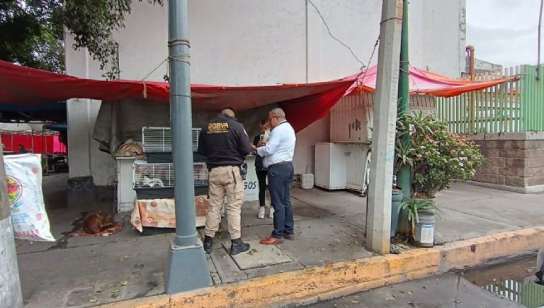 Rescatan a 15 michis abandonados en tres jaulas en Vallejo