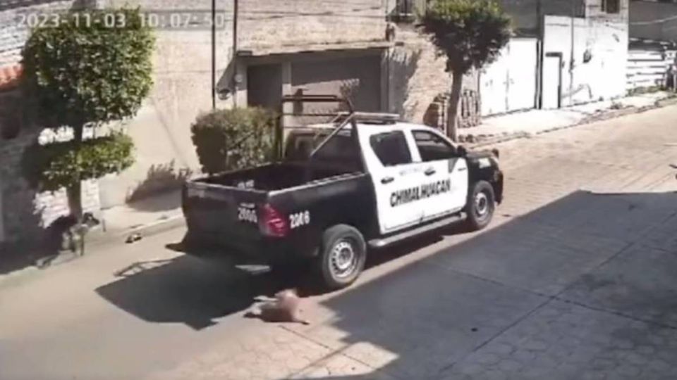 Homicidio de «Peluche»: ¿qué castigo marca la Ley de Protección Animal para los policías que lo atropellaron?