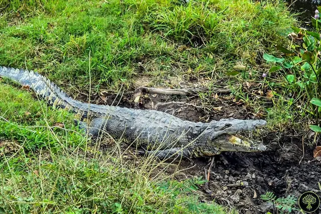 Rescatan a cocodrilo abandonado en rancho de Medellín de Bravo