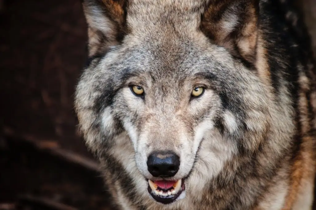 Familia adopta a lobo como mascota y mata a bebé de tres meses