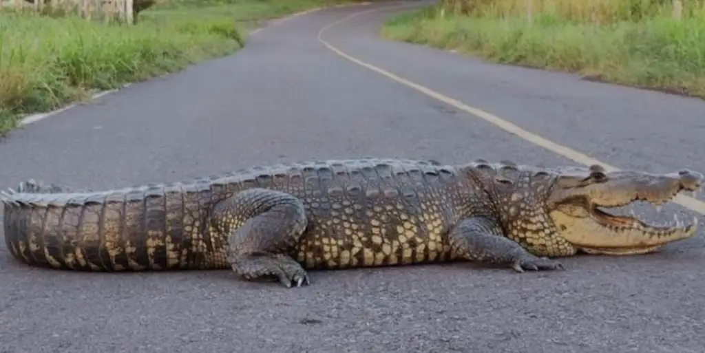 ¡Tremendo susto! Enorme cocodrilo los sorprende en carretera